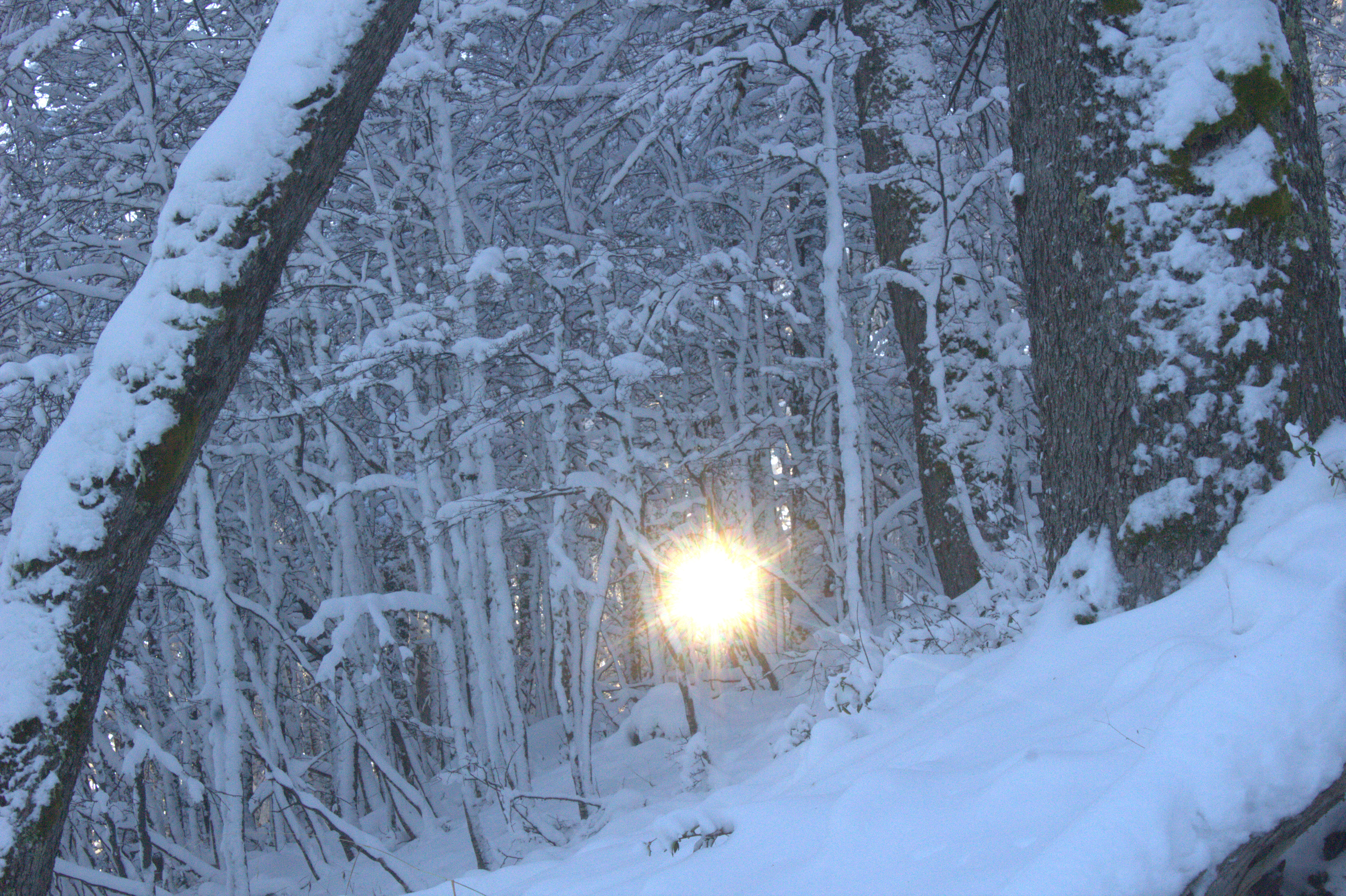 Bosque nevado